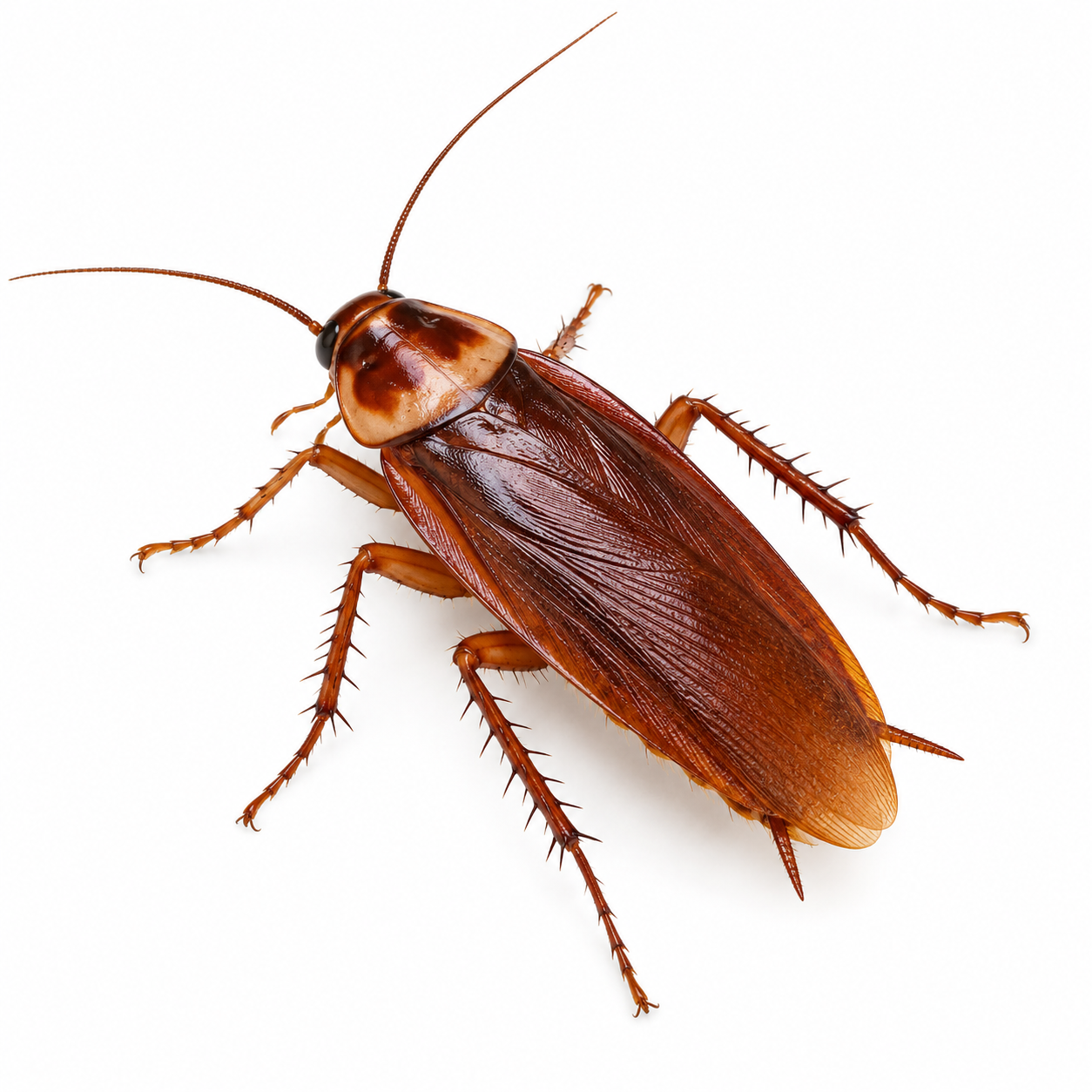 Cockroach Control